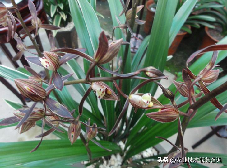 几种名贵兰花品种,名贵兰花品种十大排名