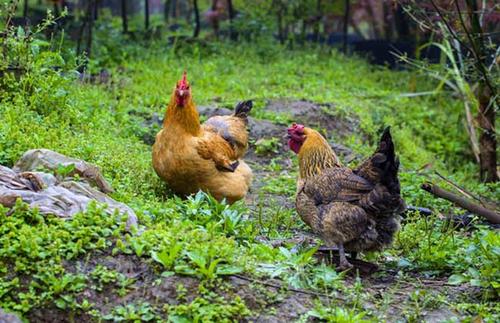 十年鸡头胜砒霜的意思,十年鸡冠越老越有毒吗