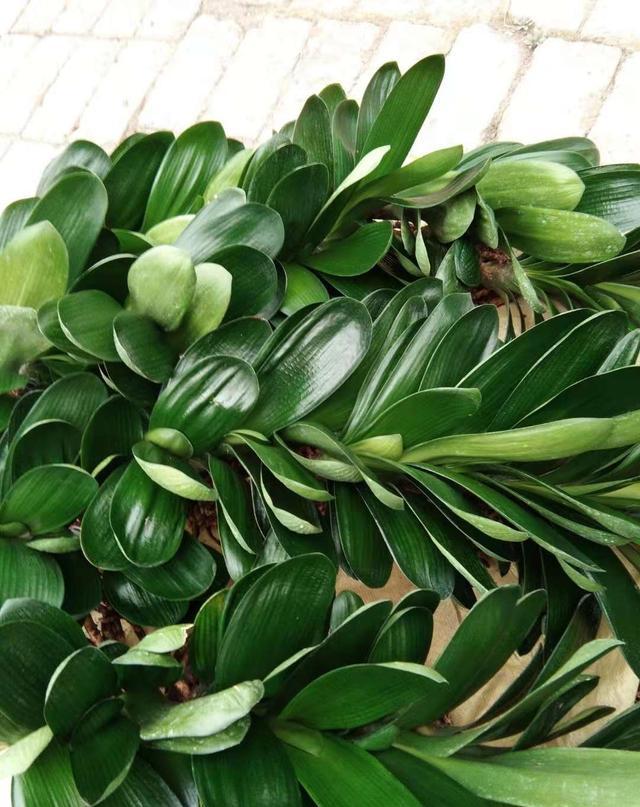 你会繁殖君子兰吗？用这个方法，很快长出新芽，新手也能学会