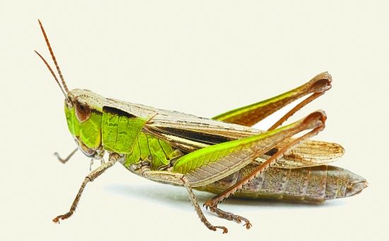 换换口味，去农村打野，跑不掉的野味你可以尝尝