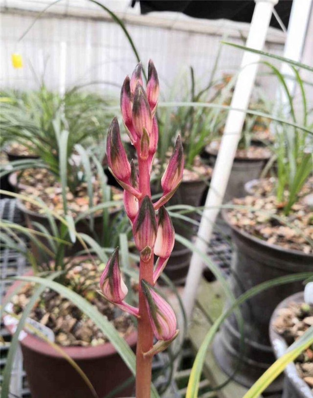 价值七位数一苗的蕙兰传世精品，*博兰**会上惊艳无比