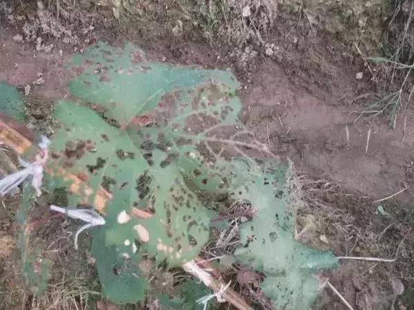 夏黑葡萄各个时间防哪些虫害,葡萄14种常见虫卵图解