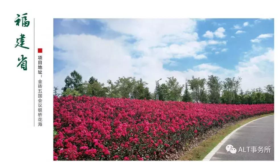 天鹅绒紫薇花烂漫,花争艳