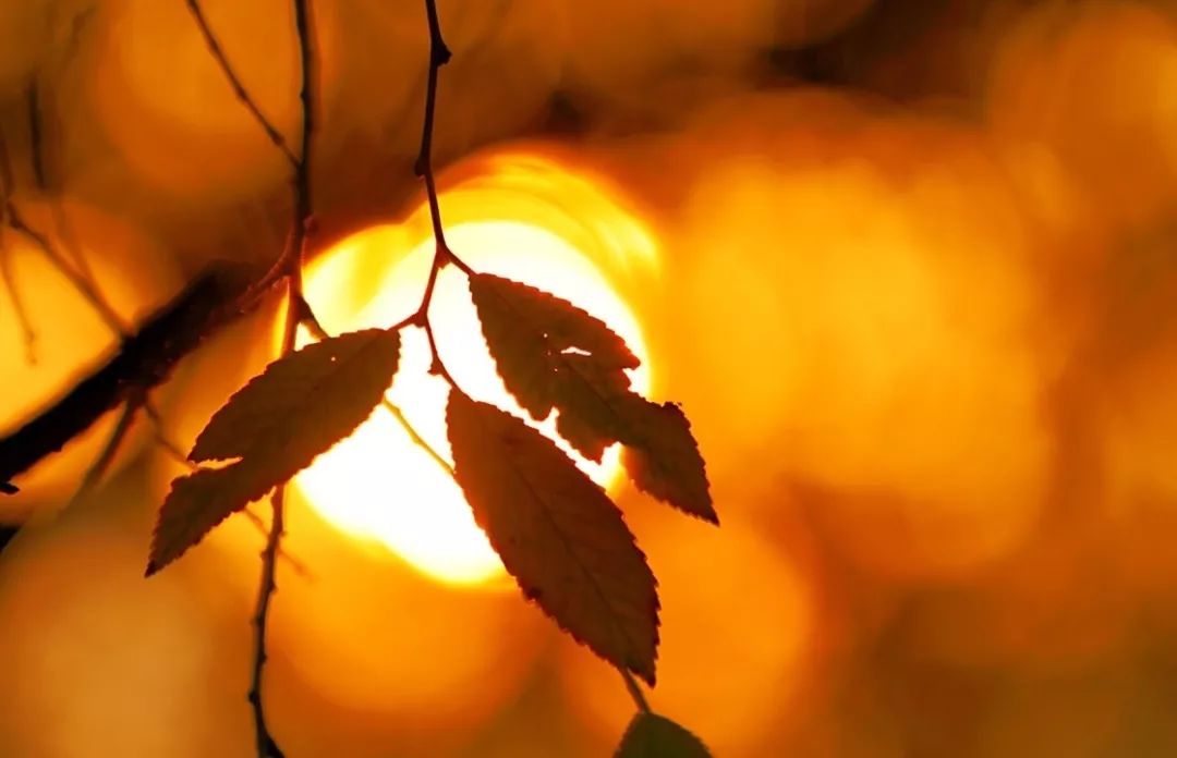 国医大师裘沛然是哪里人,裘沛然国医大师医案