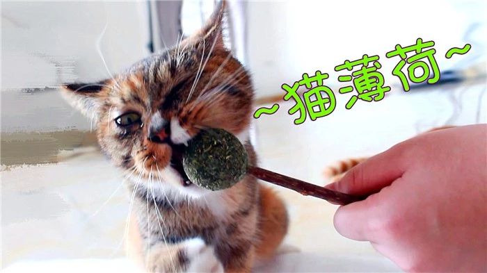 猫薄荷对人有什么影响,猫咪对猫薄荷的影响