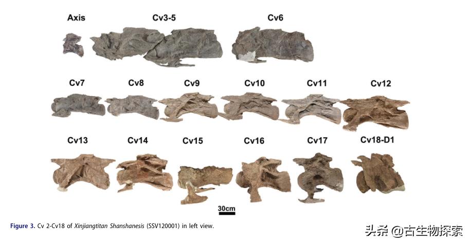 中国新发现的巨型新疆恐龙种类,中国新发现恐龙化石