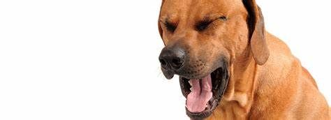 狗狗咳嗽干呕发出咔咔咔的声音,狗狗嗓子发出鸭叫声