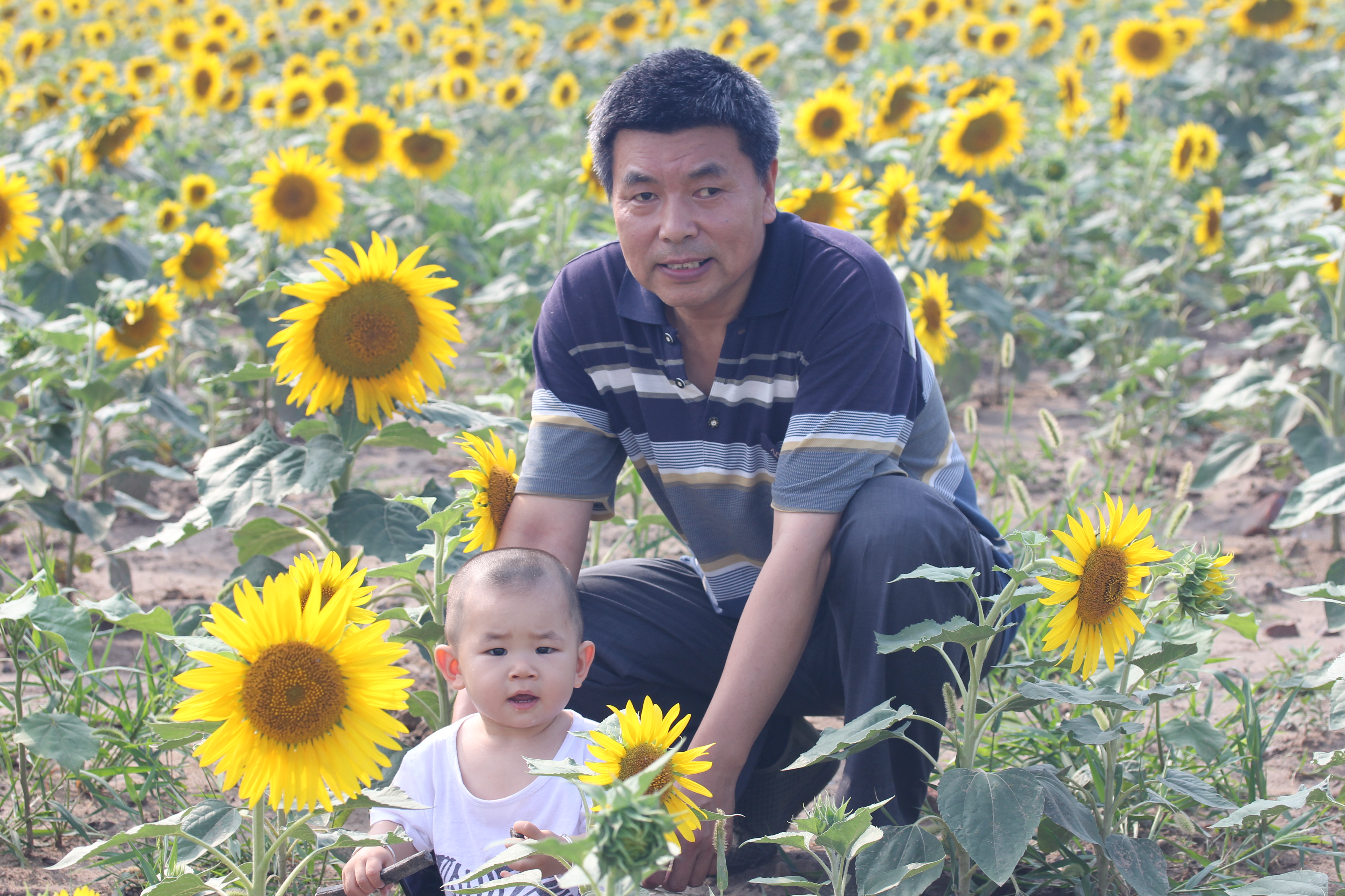 北京向日葵花海最佳时间,北京郊区向日葵花海