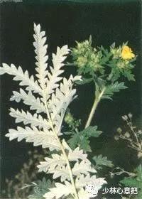 中药图片大全名称,中药图片大全带药名高清