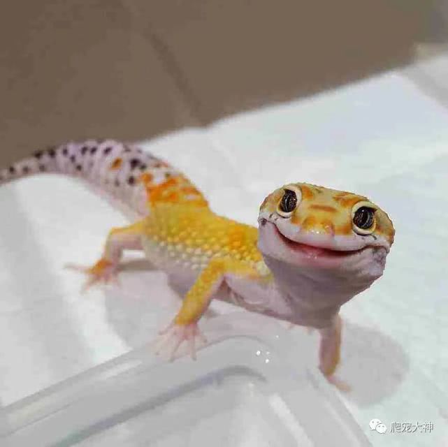 另类宠物饲养爬行动物,爬行宠物蜥蜴怎么养