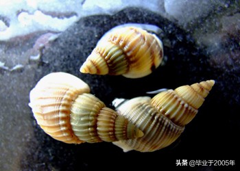 大连鱼市海鲜贝类品种,大连贝类海鲜图片大全