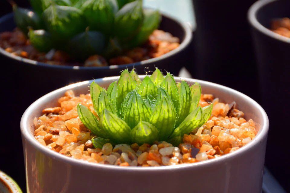 冰灯玉露叶片干瘪可以剪掉么,开花的玉露叶片干瘪了怎么办