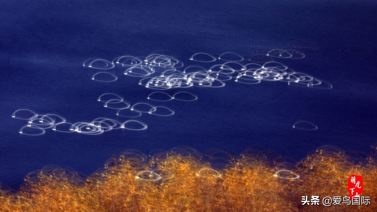 极简鸟类摄影欣赏,2019鸟类摄影作品欣赏