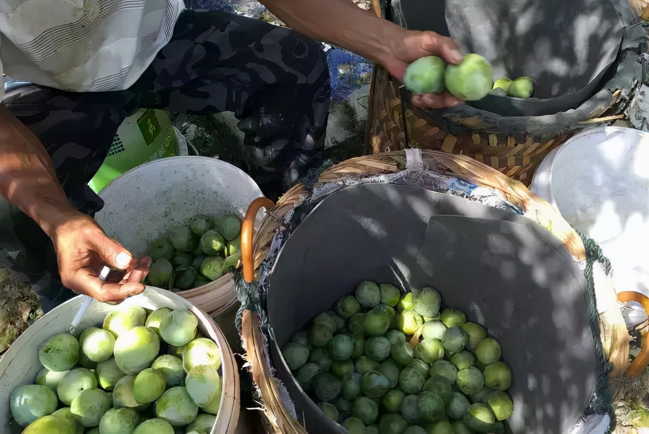 这几类水果多吃美容养颜,这几种水果煮着吃对身体好