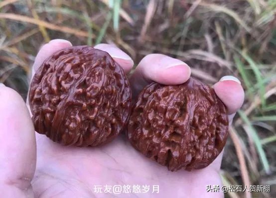 核桃树上的核桃可以盘吗,便宜的核桃能盘出效果吗