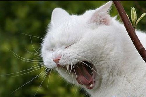 猫长期打喷嚏流鼻涕是什么病,猫咪打喷嚏流眼泪是猫鼻支吗