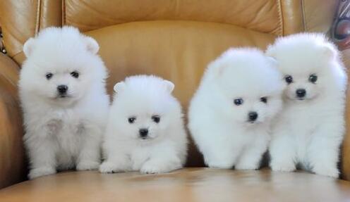 三种人不能养博美犬,养狗别养太聪明