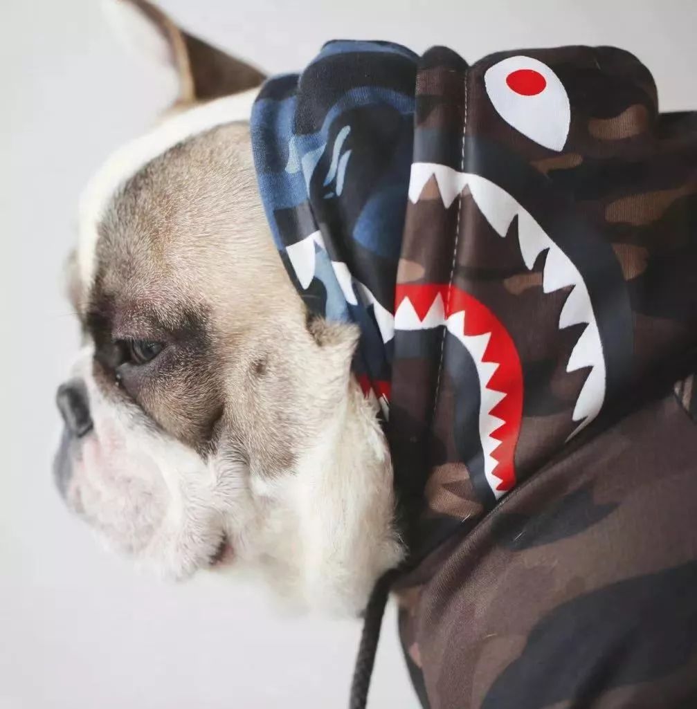 金链子狗潮牌,潮牌boy金链子