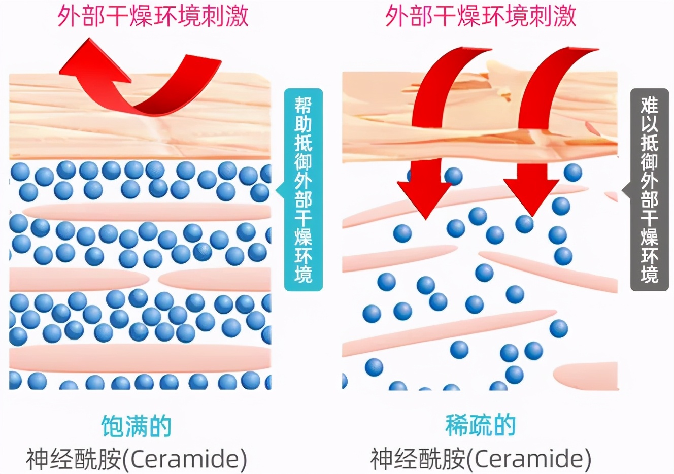 日本珂润的水乳适合敏感皮肤吗,珂润的清爽型水乳