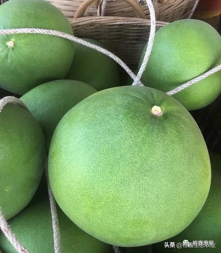 泰国红宝石柚2020价格,泰国红宝石柚树低价出售