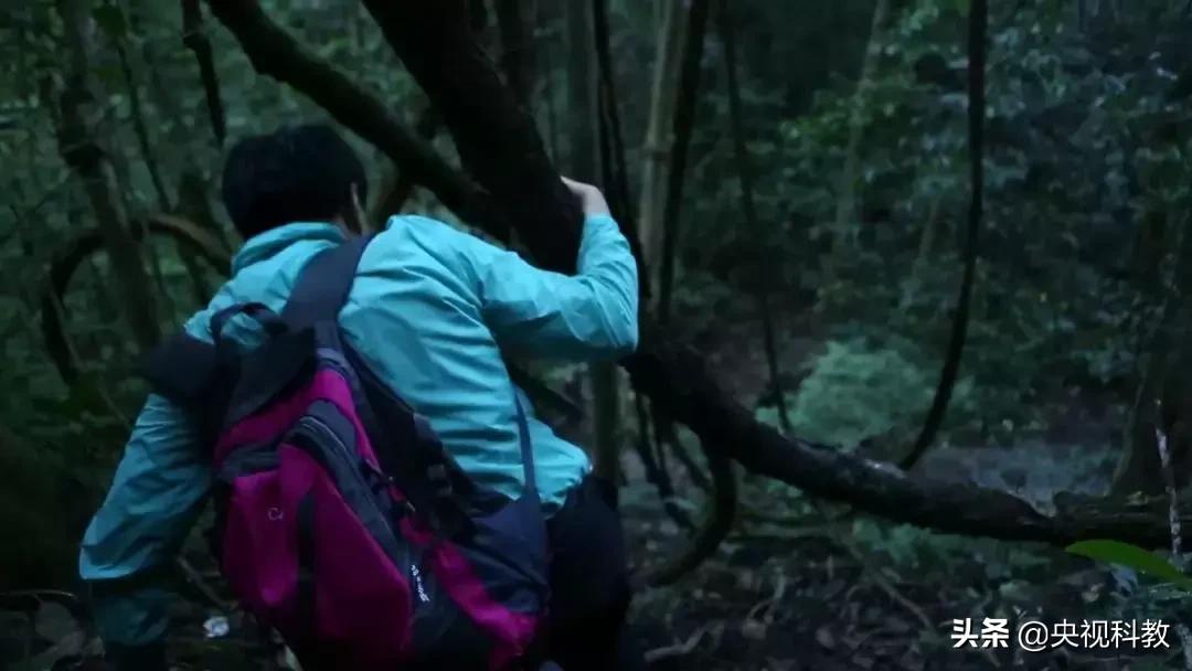 揭秘出没滇南的巨型“红龙”