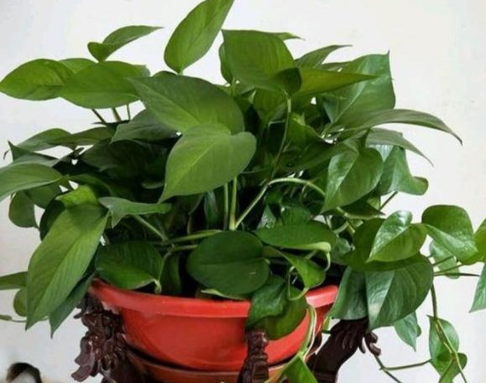 绿萝不长藤怎么办,绿萝不长叶的枝怎么处理