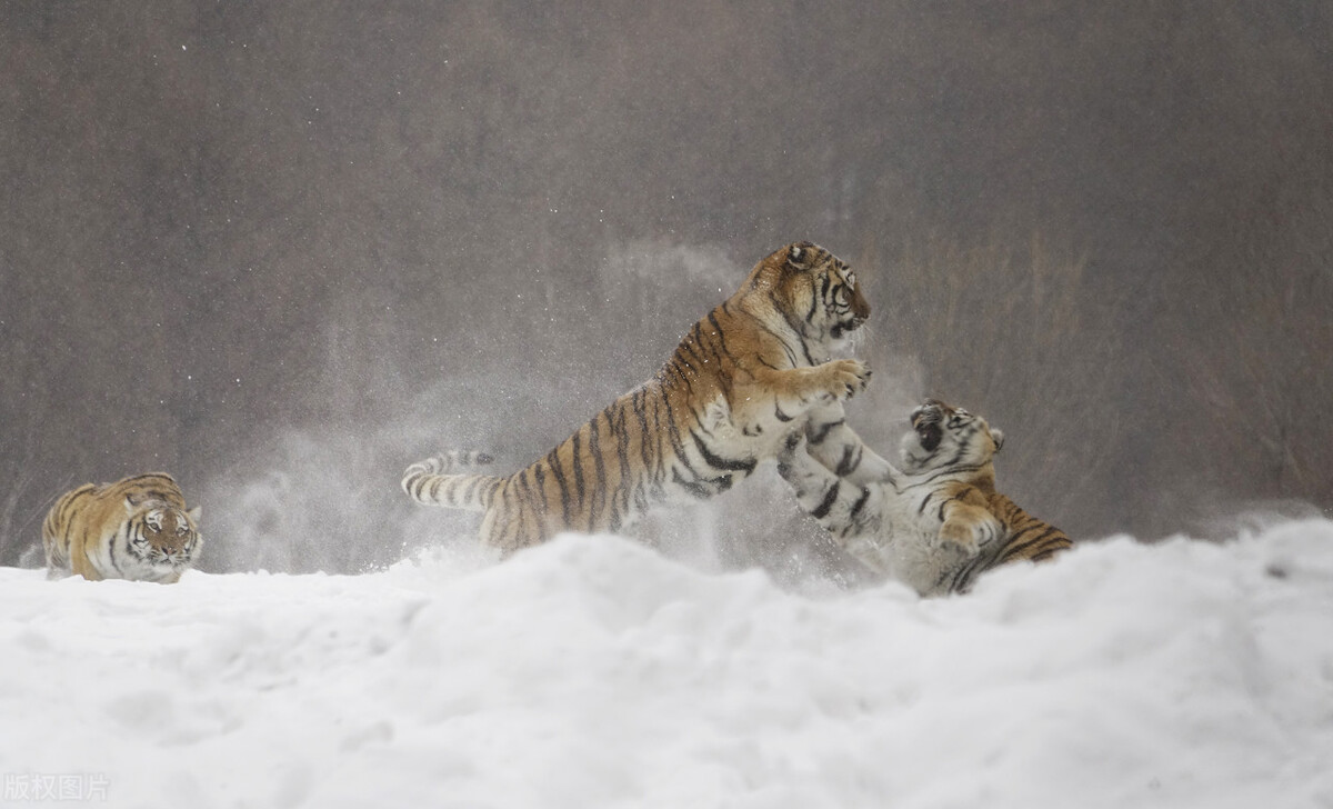东北极端暴雪中东北虎会受灾吗,东北气温会冻死东北虎吗