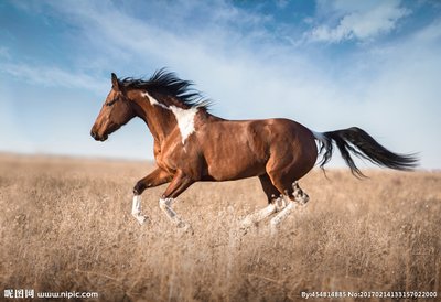 《格列佛游记》‖“慧骃国”不是“世外桃源”而是一面“照妖镜”