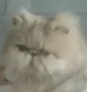 猫的本质是液体，不信看这里，萌化你