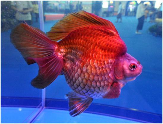 朱顶紫罗袍金鱼是怎么培育的,朱顶紫罗袍金鱼有多少条