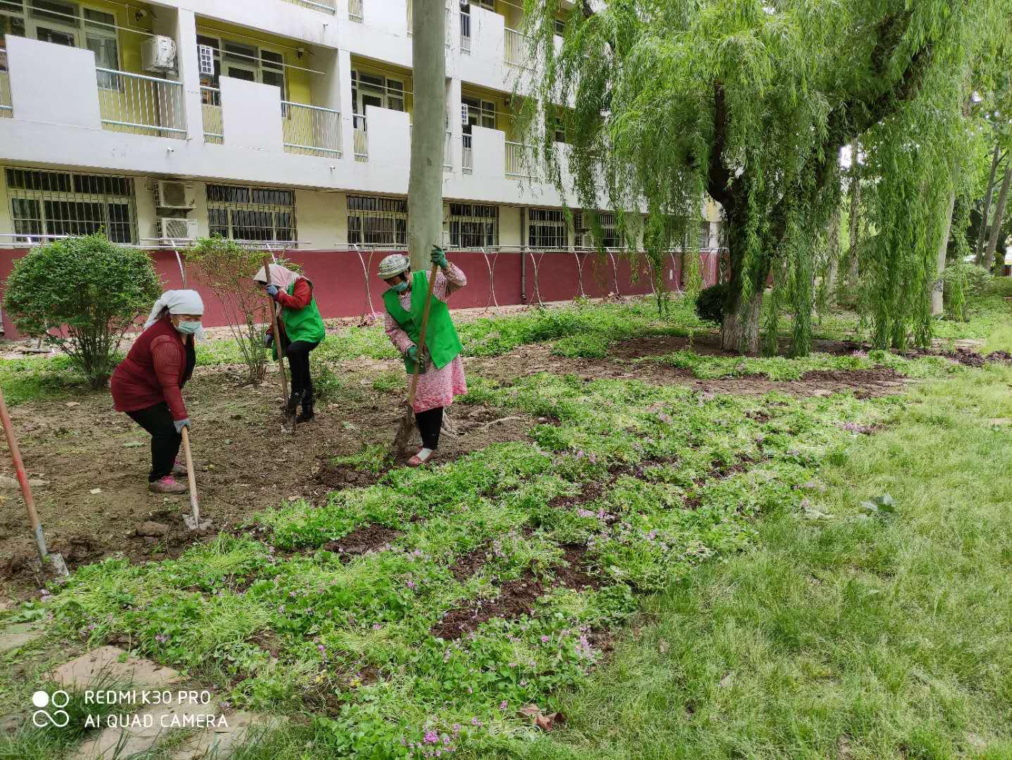红花酢浆草属于三叶草吗,红花酢浆草与三叶草是一个品种吗