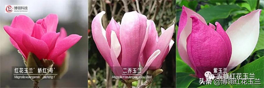 娇红一号玉兰真假识别,娇红一号玉兰和黄鸟玉兰区别