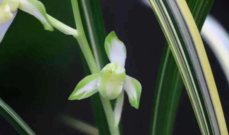 稀有建兰名贵品种,建兰顶级白花品种