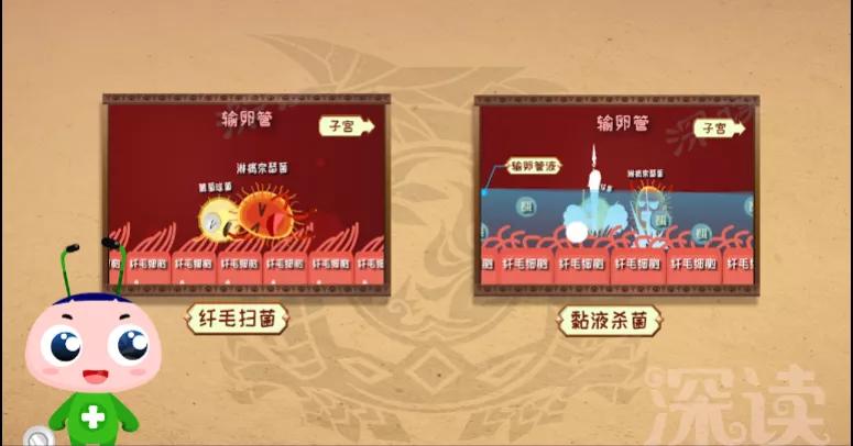 输卵管炎是怎么引起的,输卵管炎症消除动画