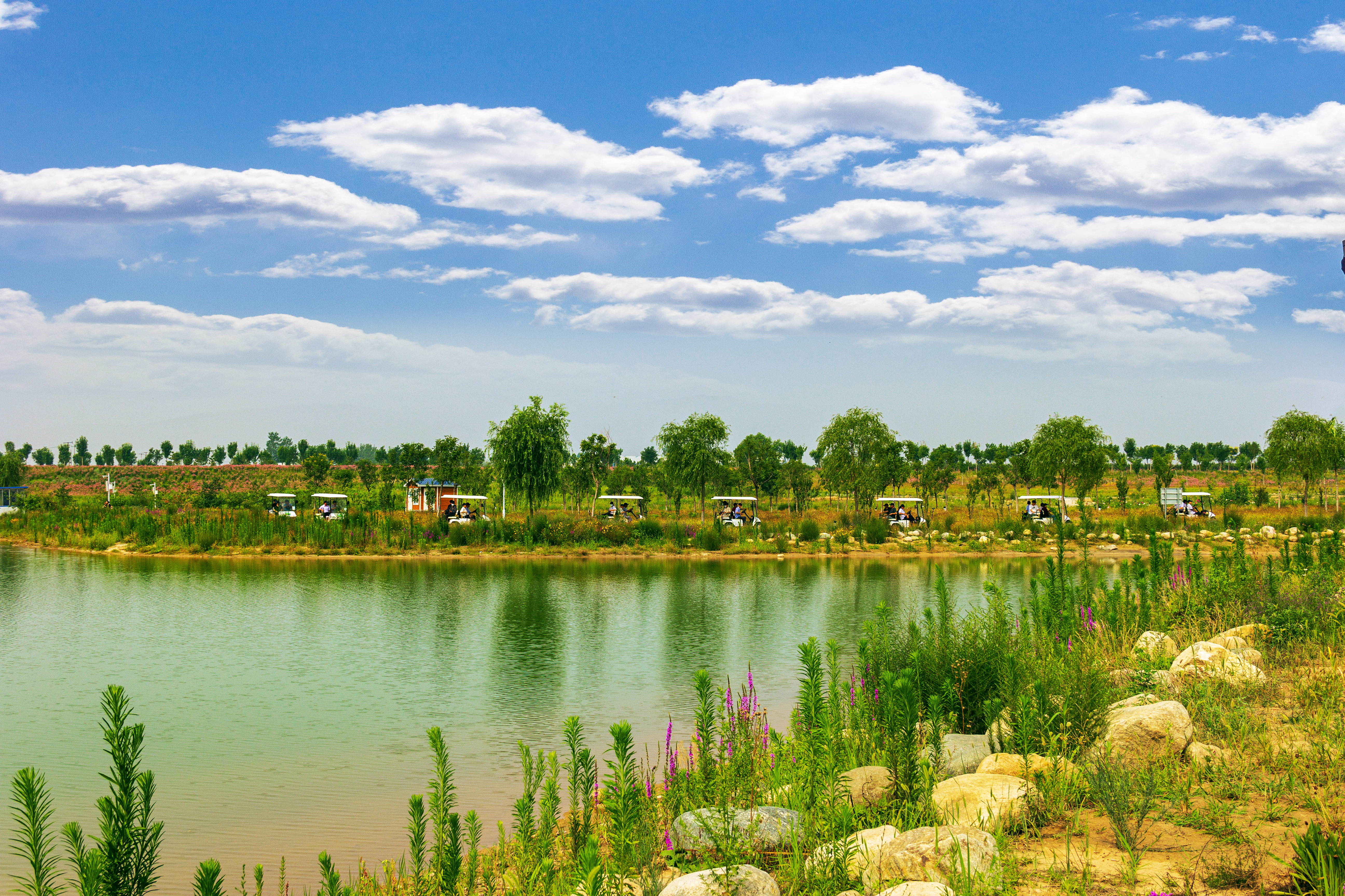 又一大片花海惊艳滹沱河,滹沱河生态景区滹沱花海