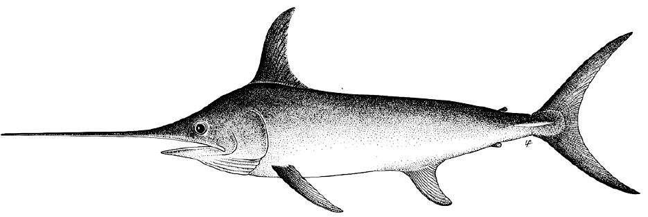 海洋中的剑鱼和旗鱼,海洋中速度最快的剑鱼