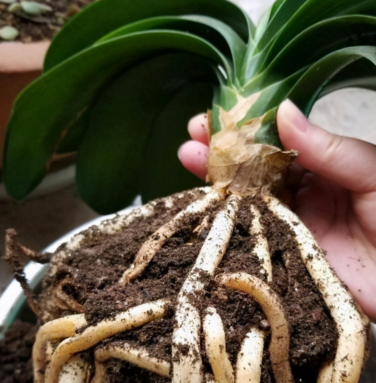 君子兰不开花怎么办才能让它开花,君子兰开花后应注意什么