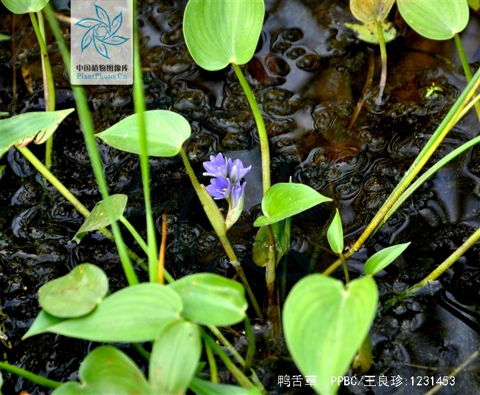 鸭舌草是中药吗,鸭舌草药