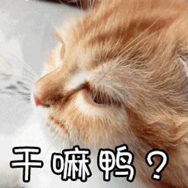 怎么让猫主动求抱抱,如何让猫给撸给抱