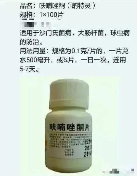 鸽子生病偏方大全,鸽子怎样用药不生病