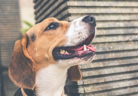 狗狗为什么胖不起来,狗狗长胖不长高咋办