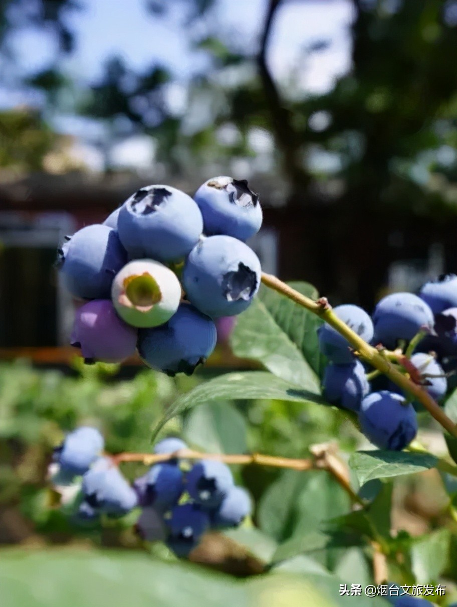 烟台蓝莓采摘园,烟台摘蓝莓的地方