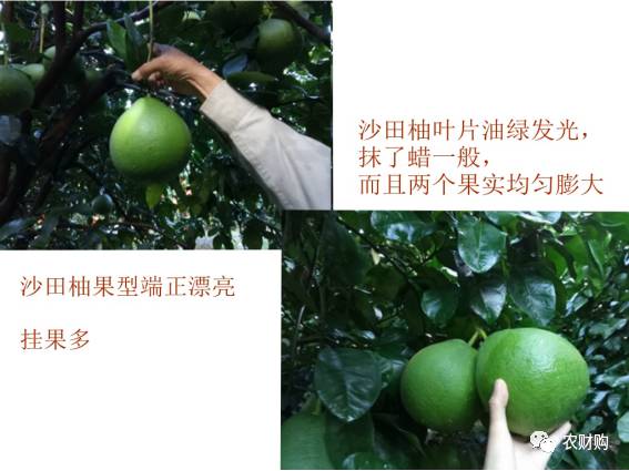 有机菌肥哪个品牌最好,有机菌肥多少钱一袋