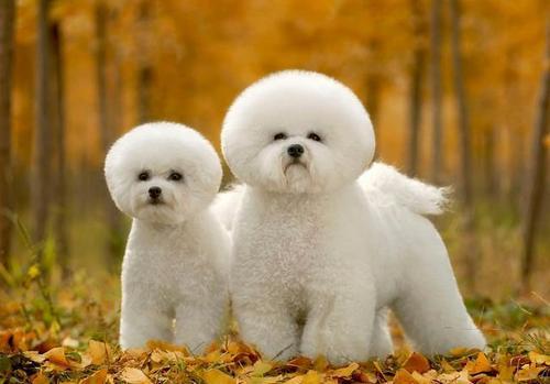 小白熊犬怎么养,比熊犬怎么养新手看这里