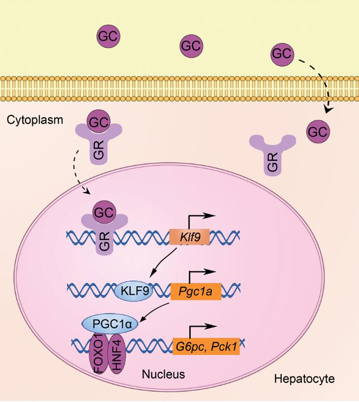 最新降糖新药,最新的降糖产品