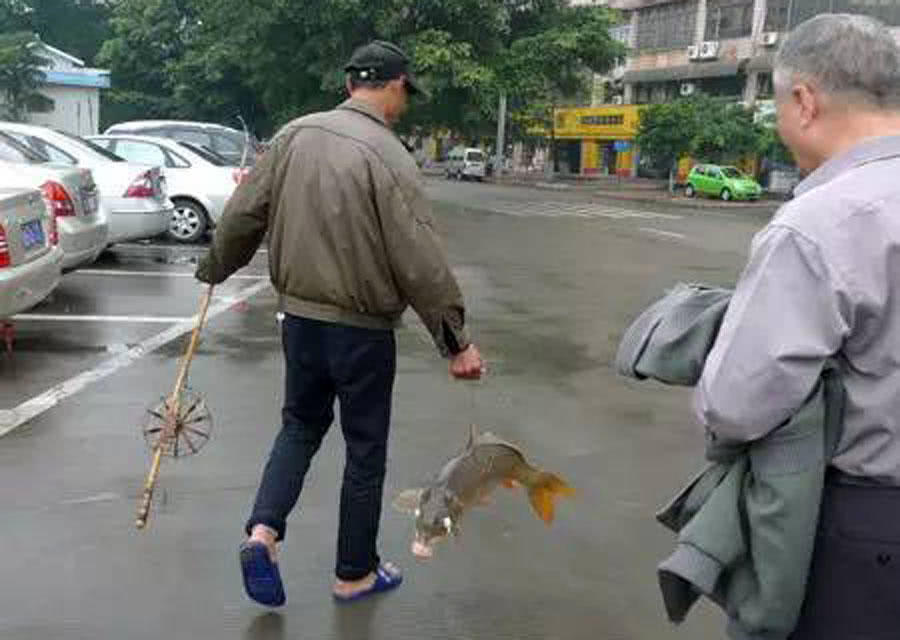 大量储存活鱼的四种方法,活鱼死了直接放入冰箱可以保鲜吗