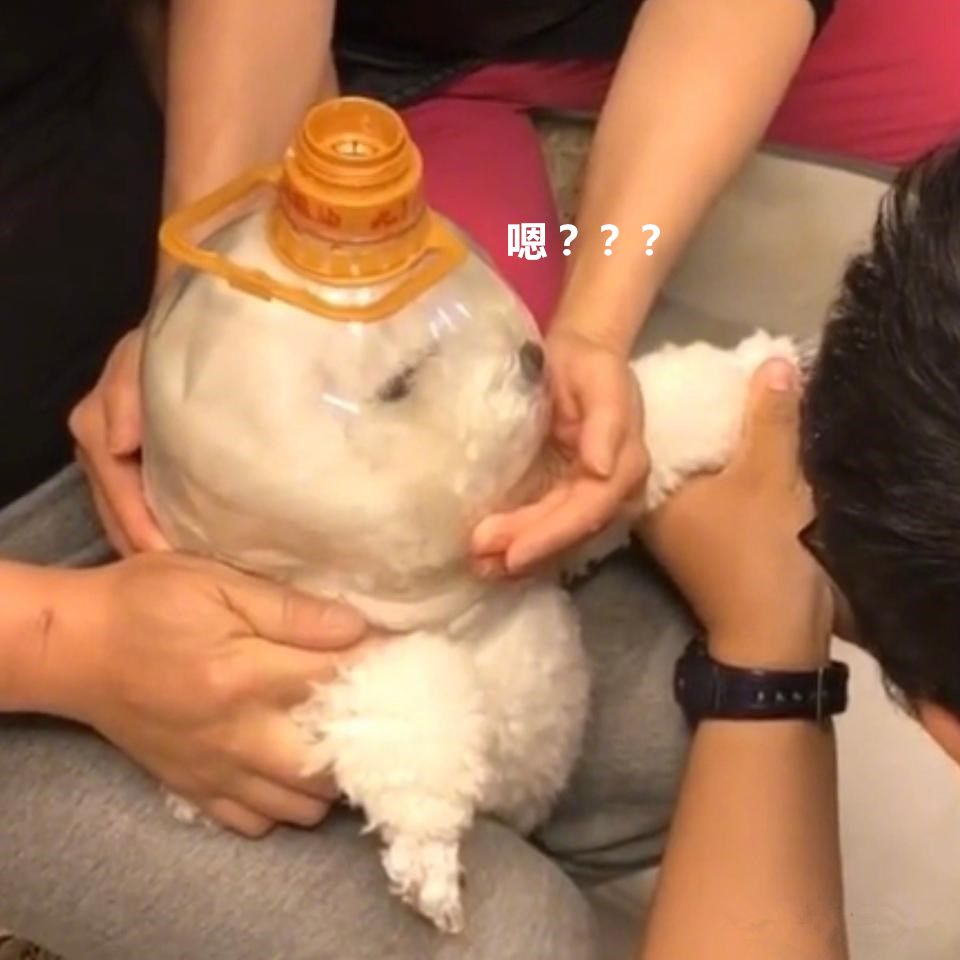 狗狗不愿意剪毛怎么制服,狗狗超级拒绝剪指甲