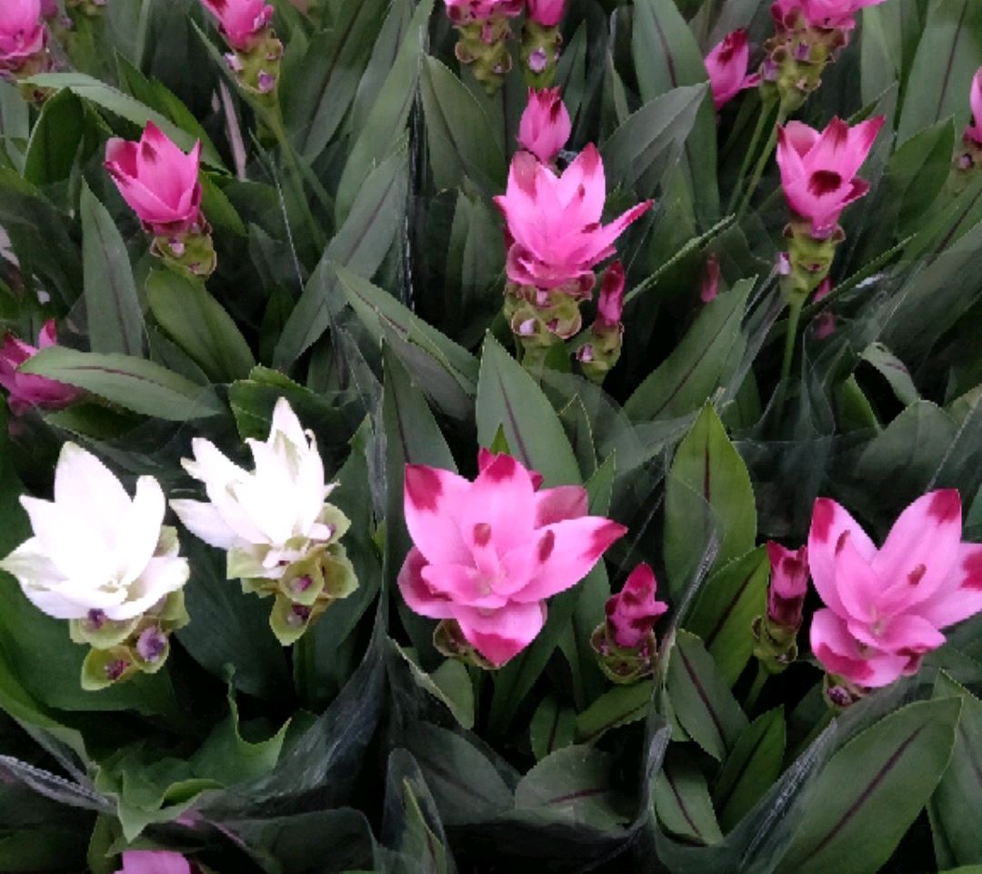 姜荷花叶子枯萎了怎么办,姜荷花换盆以后叶子变黄