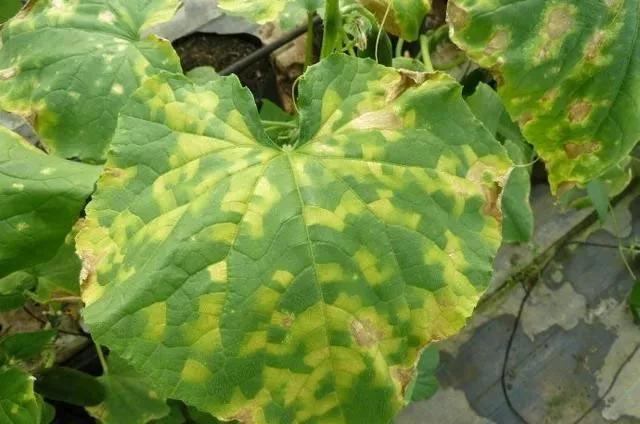 真菌病害详细大全,真菌病害和细菌病害用药大全