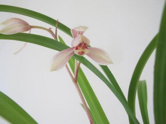 给新手介绍几款养不死的兰花品种,最便宜好养最皮实的兰花品种